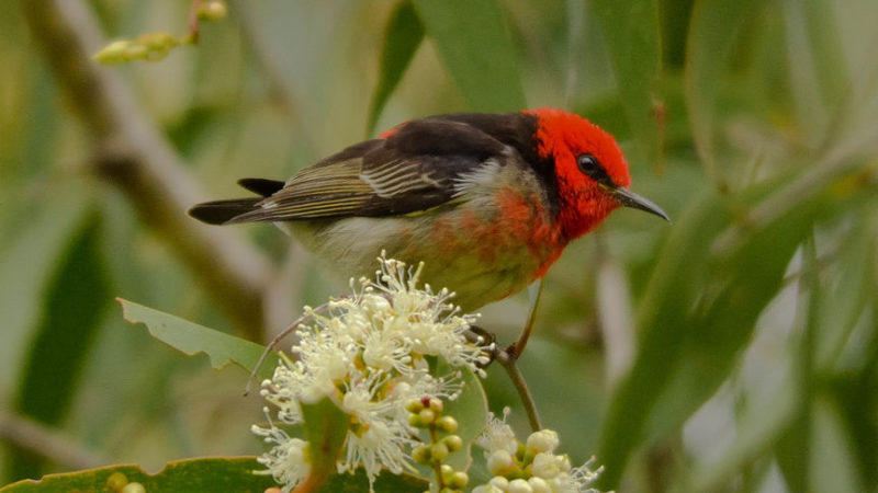 the role of sexual selection in speciation in pacific island songbirds