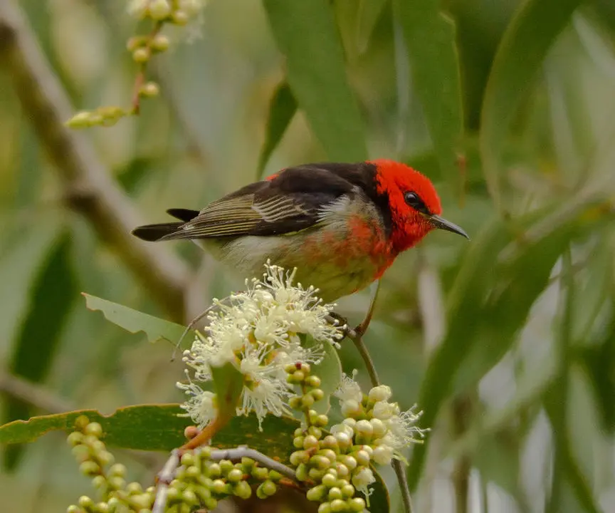 the role of sexual selection in speciation in pacific island songbirds