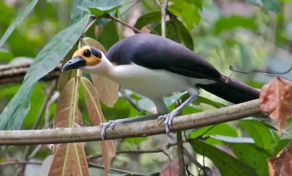 preserving an enigma: the impact of habitat fragmentation on rockfowl (picathartes) in central africa