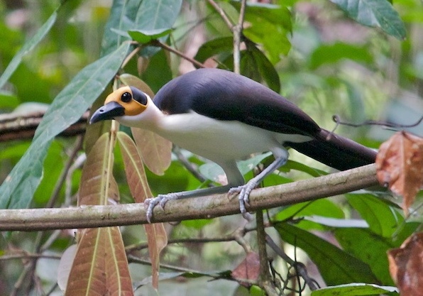 preserving an enigma: the impact of habitat fragmentation on rockfowl (picathartes) in central africa