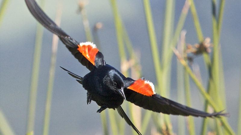 developing genomic resources to inform conservation and management of the tricolored blackbird (agelaius tricolor)
