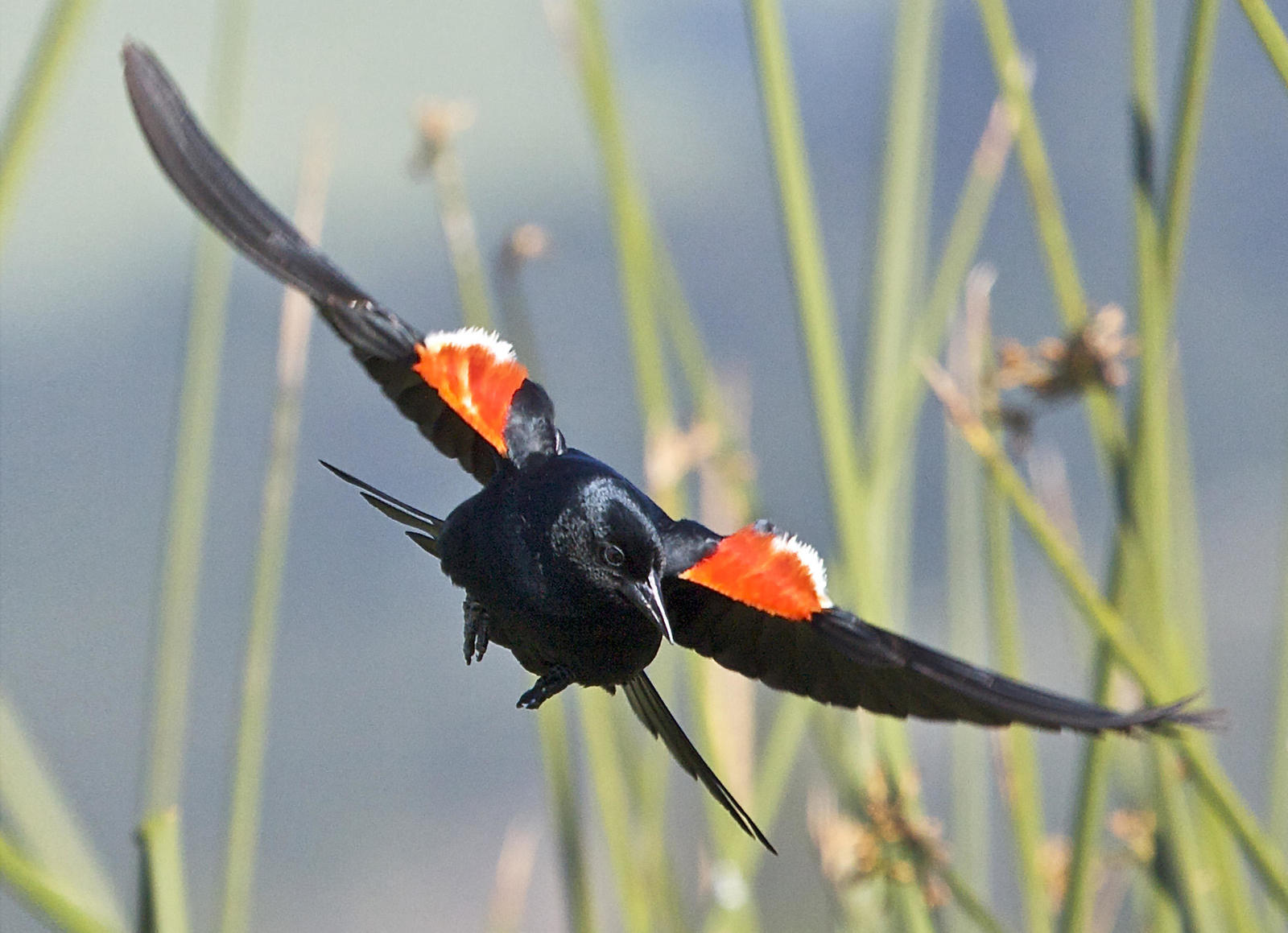developing genomic resources to inform conservation and management of the tricolored blackbird (agelaius tricolor)