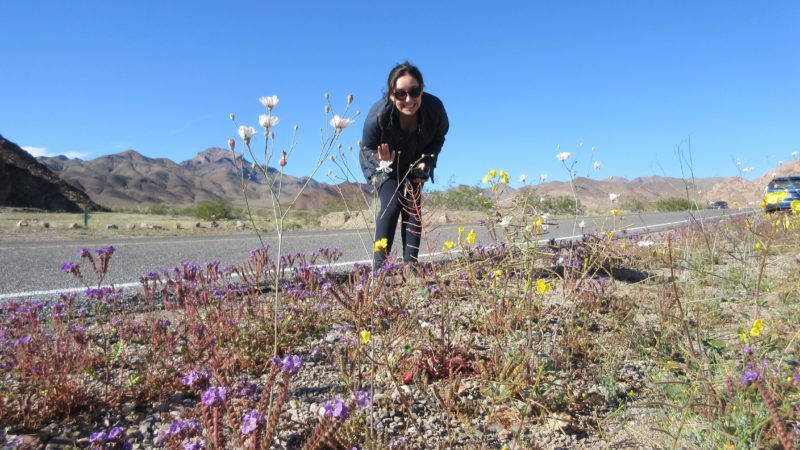 toward a conservation physiology of californian flora: assessing drought vulnerability across species and ecosystems