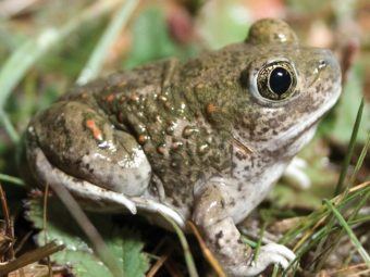 new book co-authored by brad shaffer covers conservation risks faced by sensitive california species