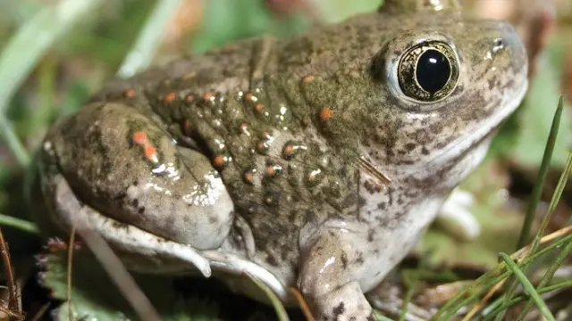 new book co-authored by brad shaffer covers conservation risks faced by sensitive california species