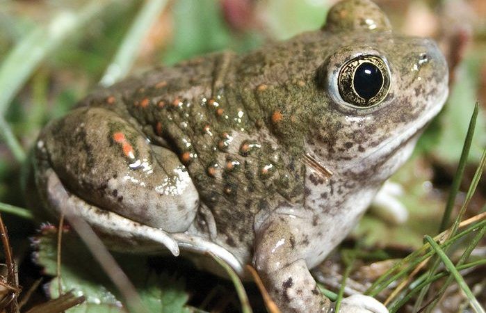 new book co-authored by brad shaffer covers conservation risks faced by sensitive california species