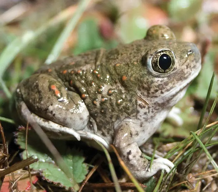 new book co-authored by brad shaffer covers conservation risks faced by sensitive california species