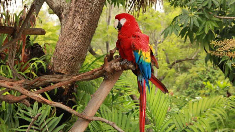 rainforest restoration and seed dispersal