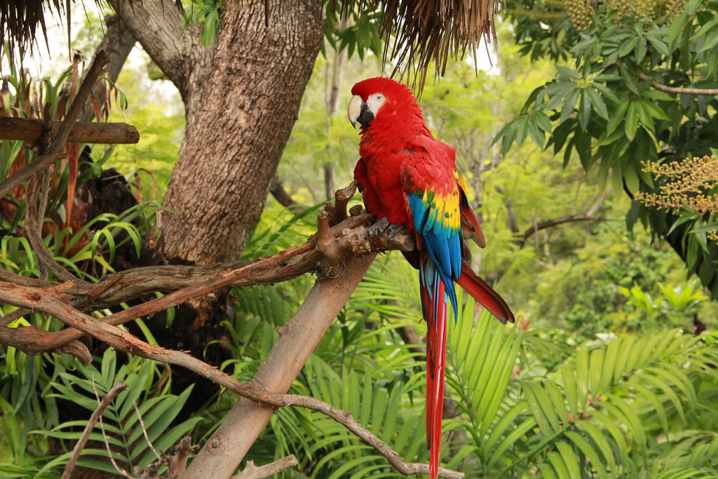 rainforest restoration and seed dispersal