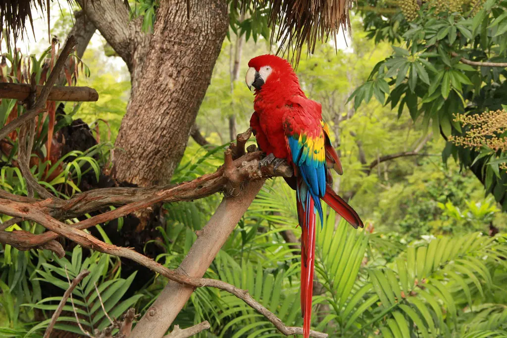 rainforest restoration and seed dispersal