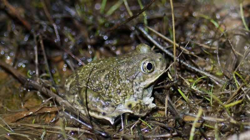 landscape genomics of the western spadefoot toad, spea hammondii, in the natural reserve of orange county, california