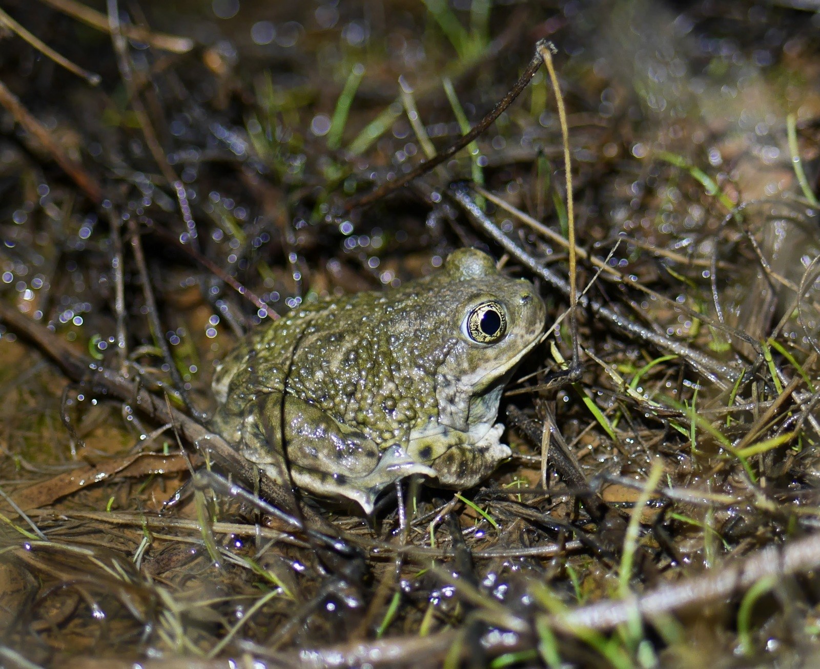 landscape genomics of the western spadefoot toad, spea hammondii, in the natural reserve of orange county, california