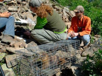 study designed in la kretz center workshop included in conservation biology’s top papers list