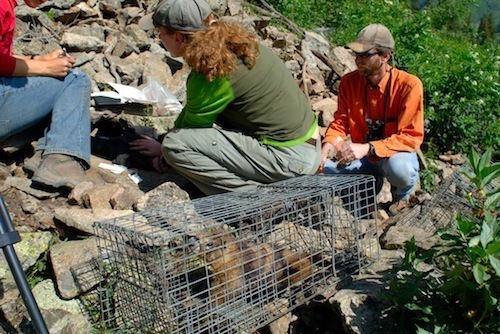 study designed in la kretz center workshop included in conservation biology’s top papers list