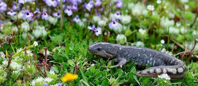 using pond hydroperiod to attenuate the spread of invasive tiger salamander alleles
