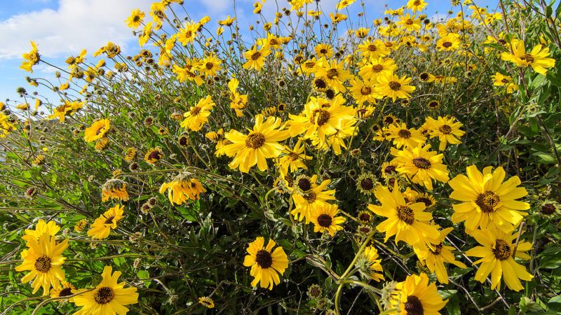 “global-change-type drought” effects on the metaplasticity of native california plant species: implications for restoration