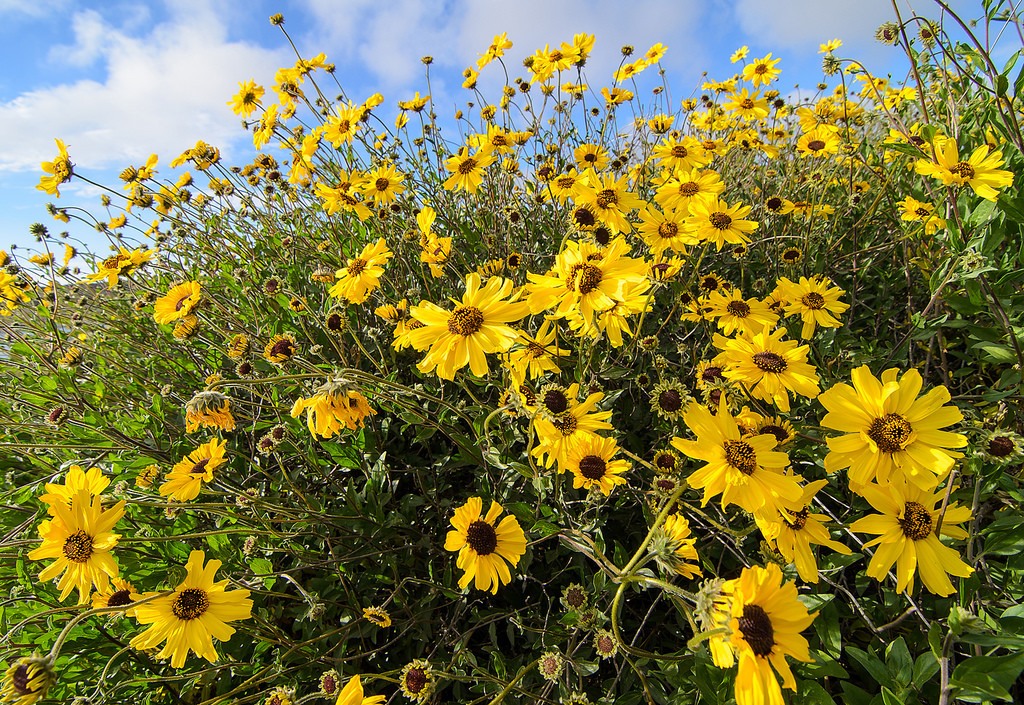 “global-change-type drought” effects on the metaplasticity of native california plant species: implications for restoration