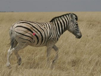 how the zebra changed its stripes: evolution of stripe variation in the plains zebra