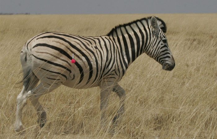 how the zebra changed its stripes: evolution of stripe variation in the plains zebra