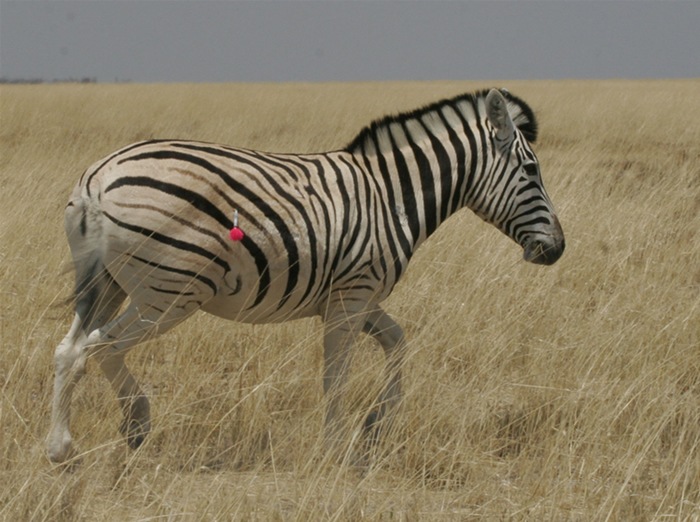 Zebra