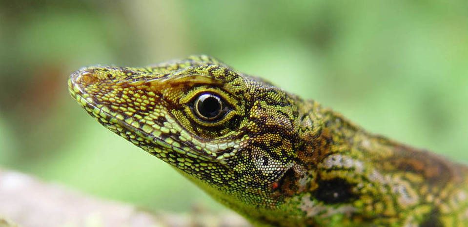 ecology and evolution