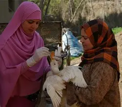 building the capacity to control animal-borne influenza in cameroon and egypt