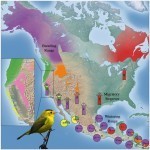 ucla’s bird genoscape project to aid conservation efforts for north american birds threatened by climate change