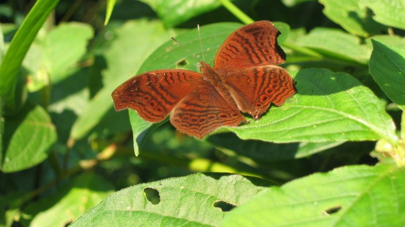 biodiversity atlas