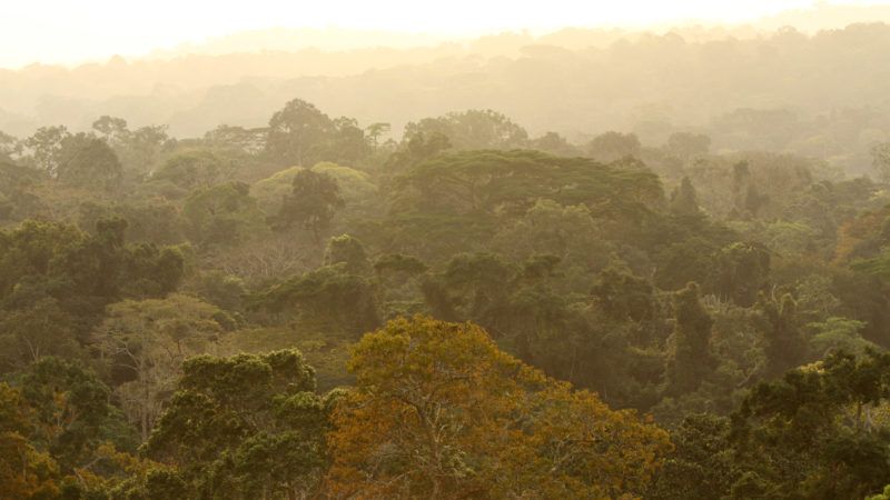 center for tropical research