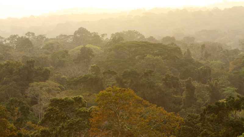 center for tropical research