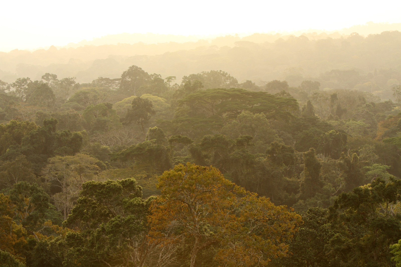 center for tropical research