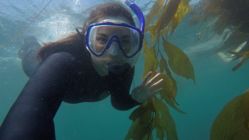 impacts of kelp forests on ocean acidification in santa monica bay