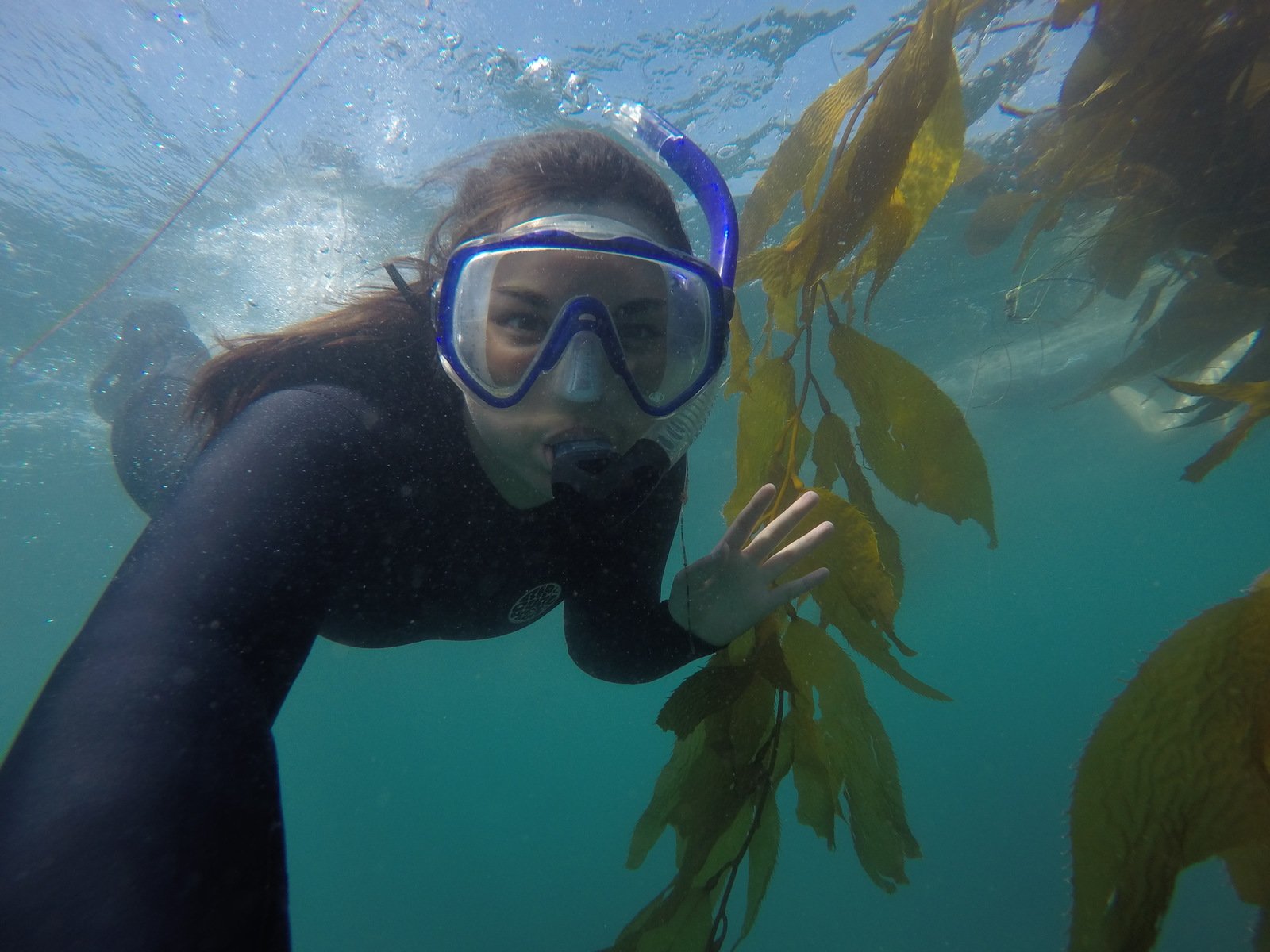 impacts of kelp forests on ocean acidification in santa monica bay
