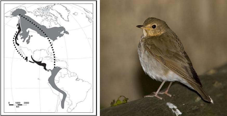 connecting the wintering and breeding sites of migratory songbirds using new isotopic and genetic methods