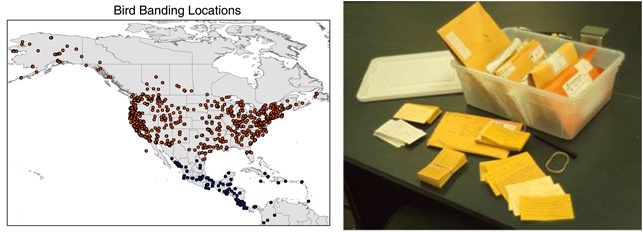 connecting the wintering and breeding sites of migratory songbirds using new isotopic and genetic methods