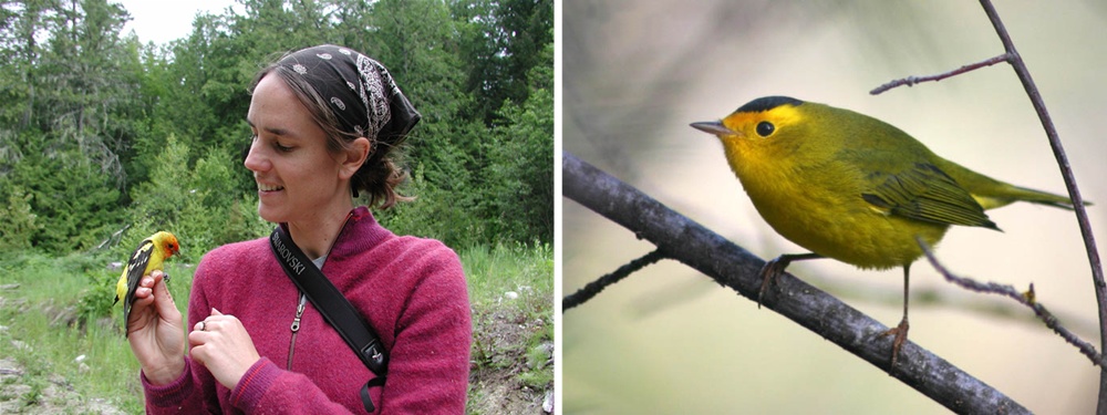 connecting the wintering and breeding sites of migratory songbirds using new isotopic and genetic methods