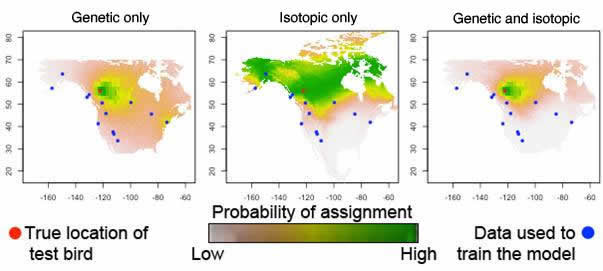 connecting the wintering and breeding sites of migratory songbirds using new isotopic and genetic methods