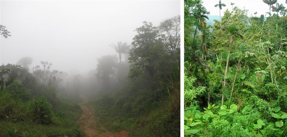 the ecological and genetic role of seed dispersal for a tropical tree in ecuador