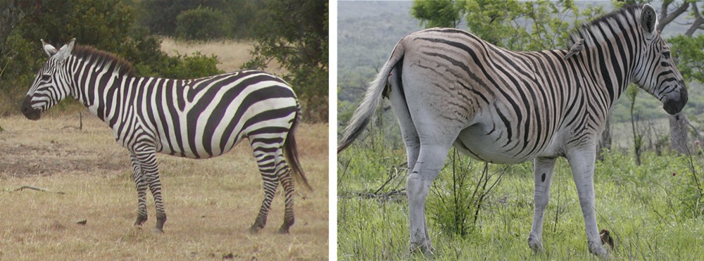 How the Zebra Changed its Stripes: Evolution of Stripe Variation