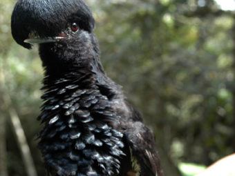 photo in the news: regurgitating birds aid rain forest