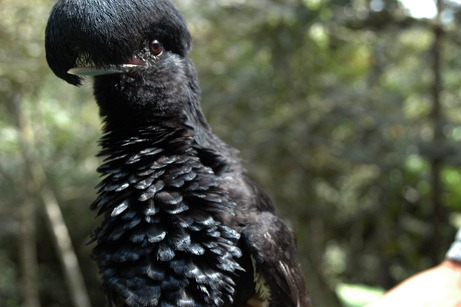 photo in the news: regurgitating birds aid rain forest