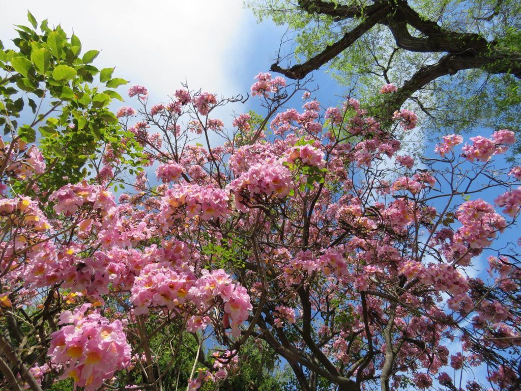 nature springs to life after wet winter