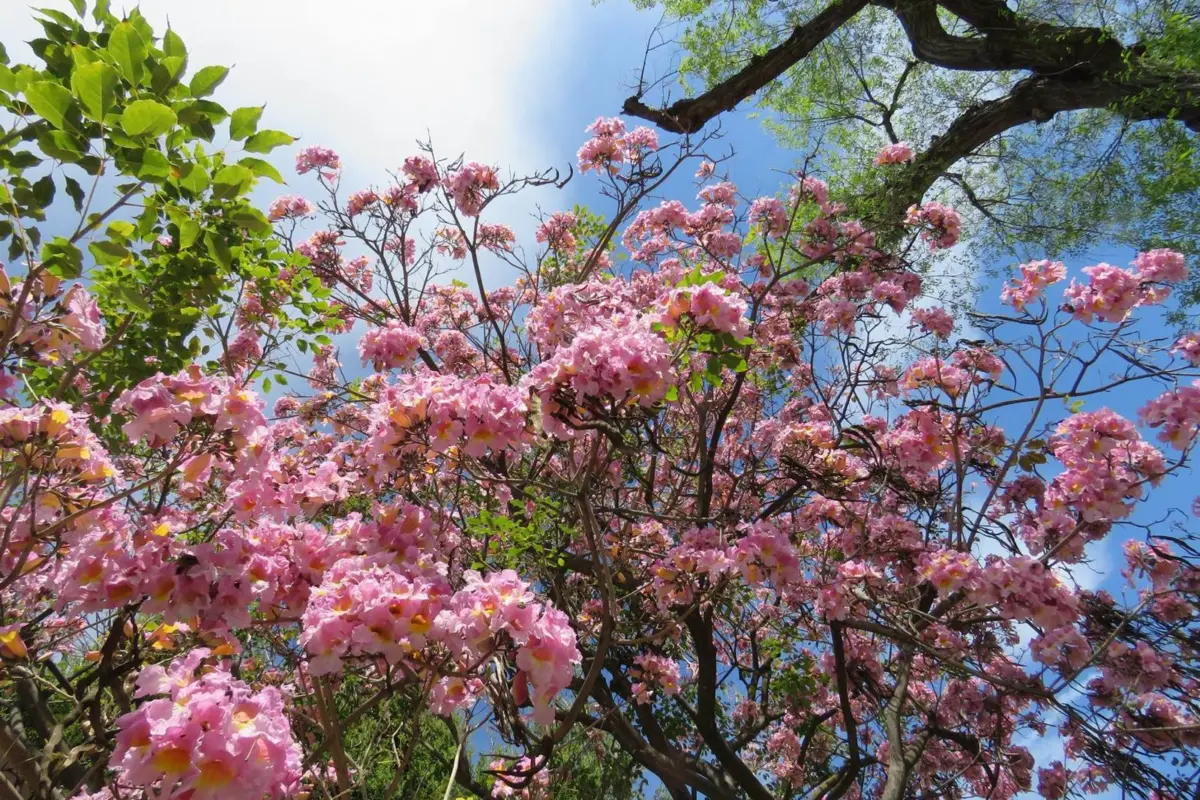 nature springs to life after wet winter