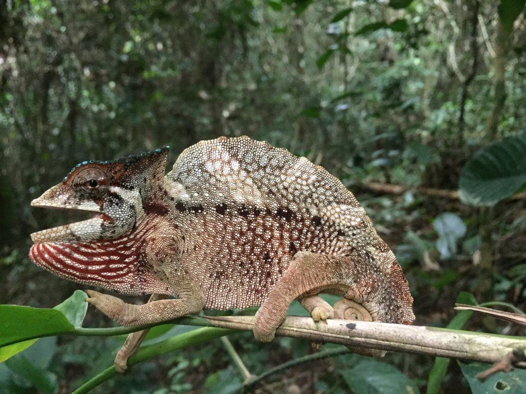 students re-establish vital foothold for research deep in african rainforest