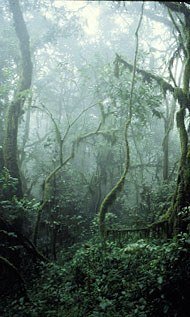 rainforest biodiversity and speciation