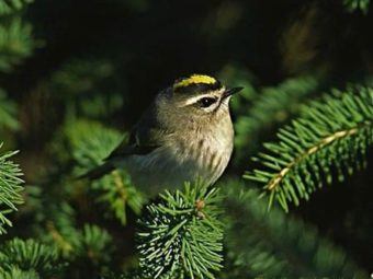u.s. songbirds carry low-risk bird flu, study finds
