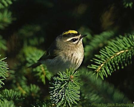 u.s. songbirds carry low-risk bird flu, study finds