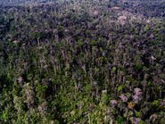 staggering tree loss from 2005 amazon storm