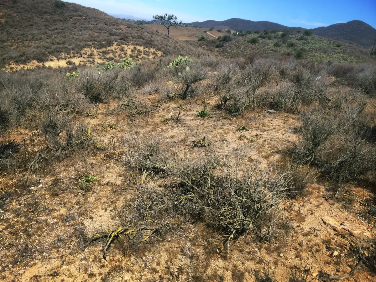 study by la kretz postdoc finds that anthropogenic nitrogen deposition may contribute to nonnative plant invasion
