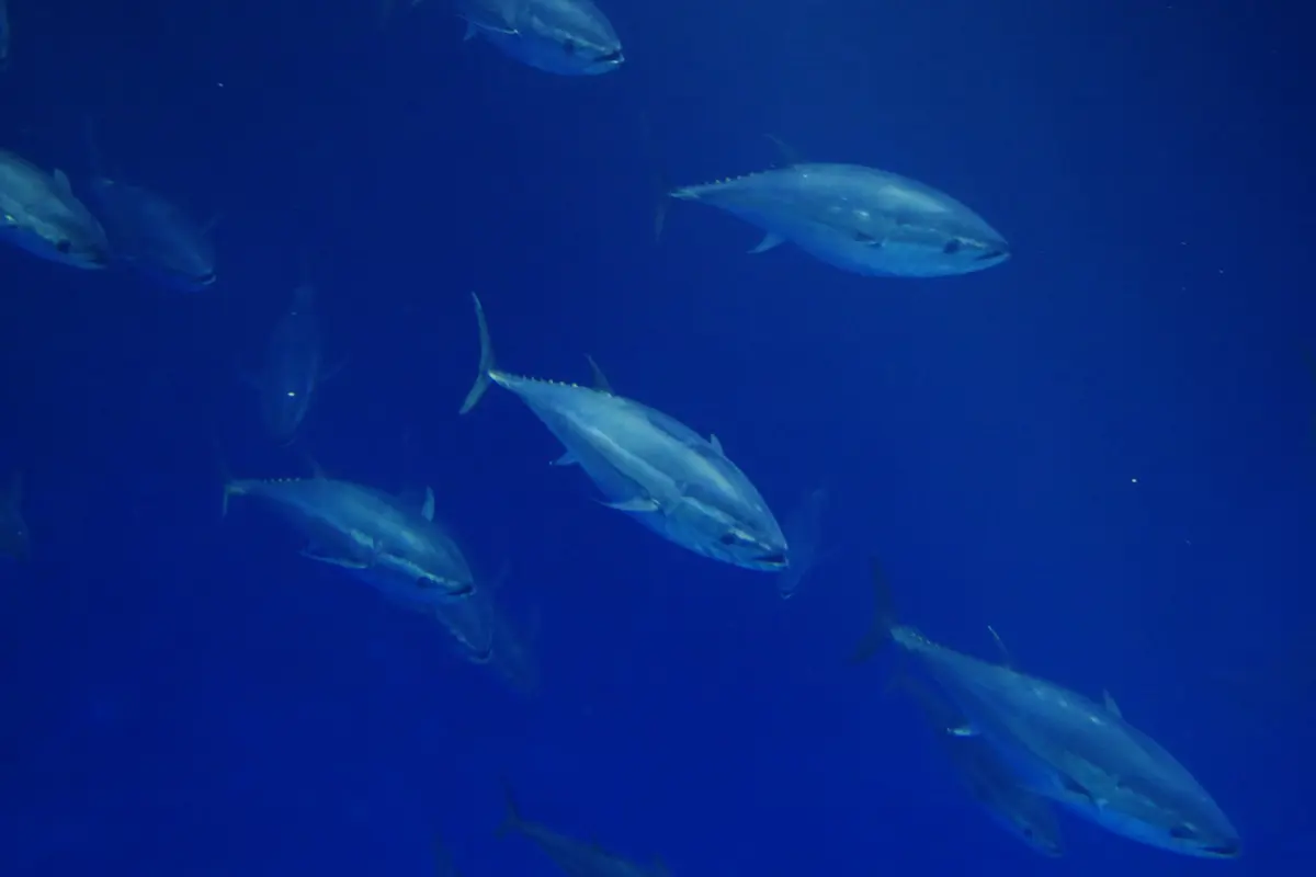 will farmed fish save our oceans, delight our palates, and provide healthy food for all?